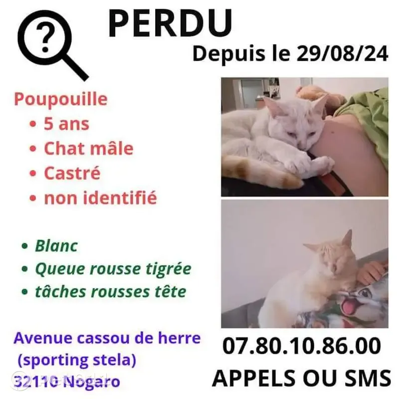 Chat perdu à Nogaro : mâle blanc, taches rousses - photo