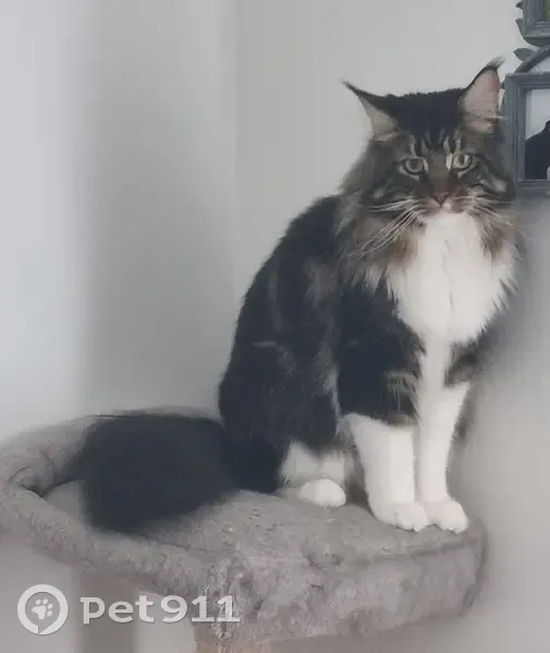 Chat perdu : Maine Coon marron et blanc - photo