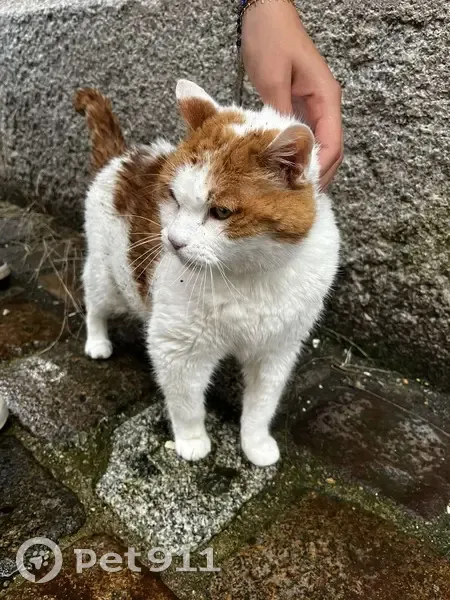 Chat retrouvé seul sous la pluie à Rennes - photo