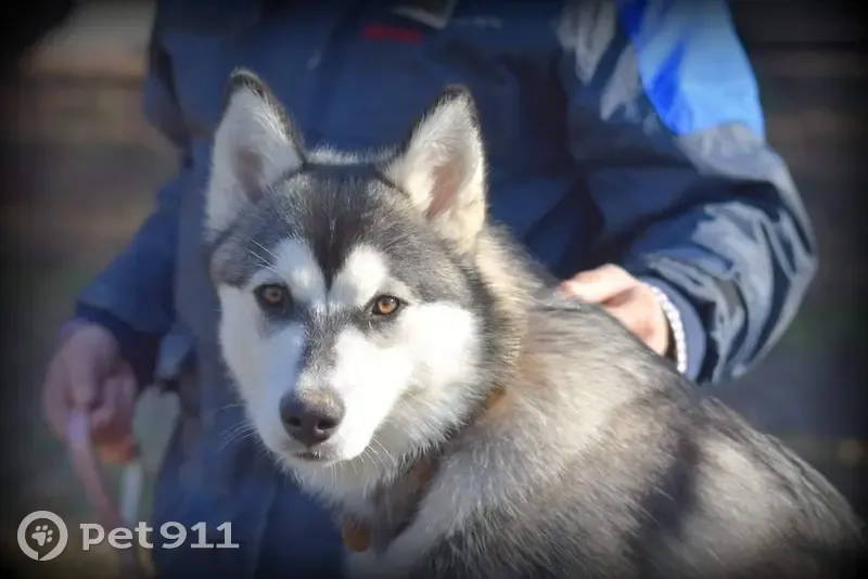 Husky beige femelle perdue à Foulayronnes - photo