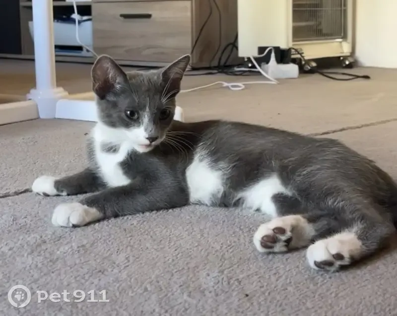 Chaton gris et blanc perdu à Bossey - photo