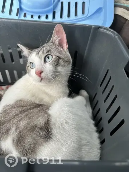 Chat abandonné cherche famille à Armentières - photo