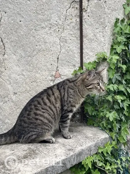 Chat tigré disparu à Reims, Boulevard Barthou - photo
