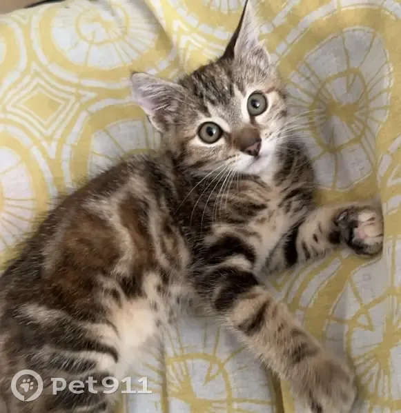 Chaton tigré 2,5 mois disparu à Caen - photo