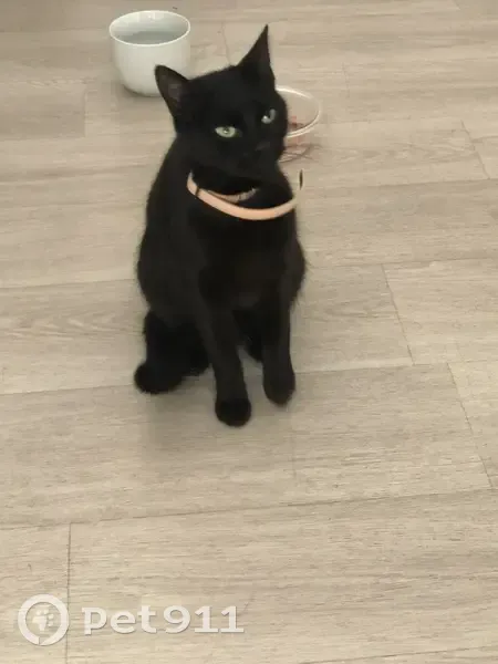 Chat noir trouvé, yeux verts, collier rose - photo