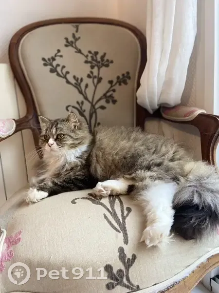 Chatte British Longhair perdue à Loctudy - photo