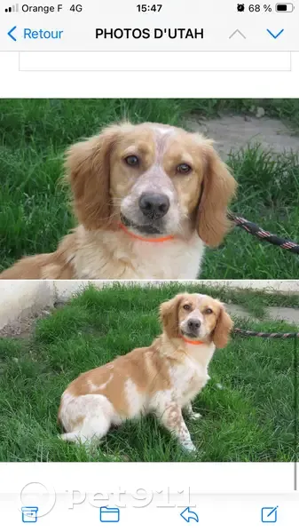 Chien perdu avec colliers et laisse à St-Mard - photo