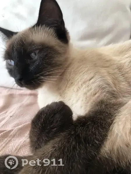Chat siamois disparu à Creissan, aide svp! - photo