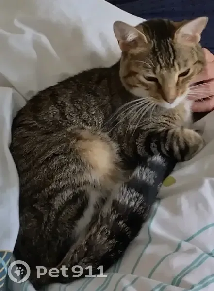Chat Européen 18 mois disparu à Paris - photo