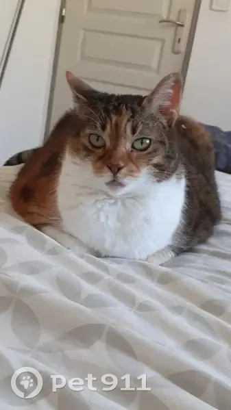 Chat roux perdu à La Bastide l'Évêque - photo