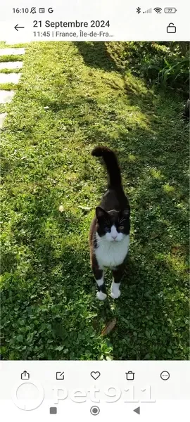 Chat noir et blanc trouvé, sociable, Combs-la-Ville - photo