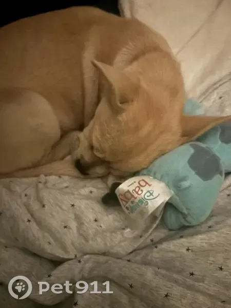 Chien Blue, 4 mois, disparu à Daignac - photo