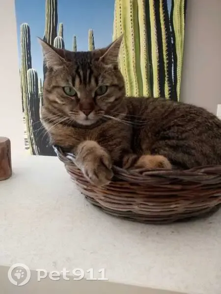 Chat perdu à Genech : Aidez à retrouver Nala - photo