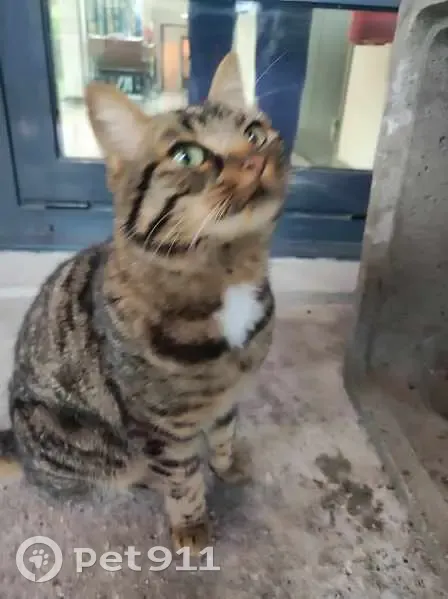 Chat tigré trouvé, gentil, Rue Neuve 1 - photo
