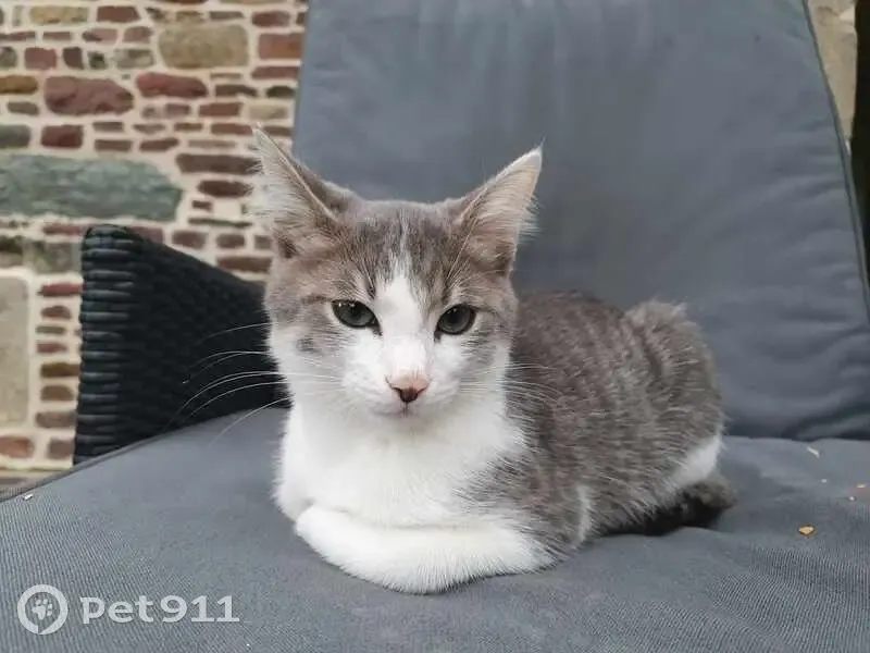 Chaton tigré perdu à La Couture - photo