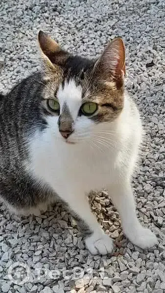 Chat tricolore trouvé affamé à Trets - photo