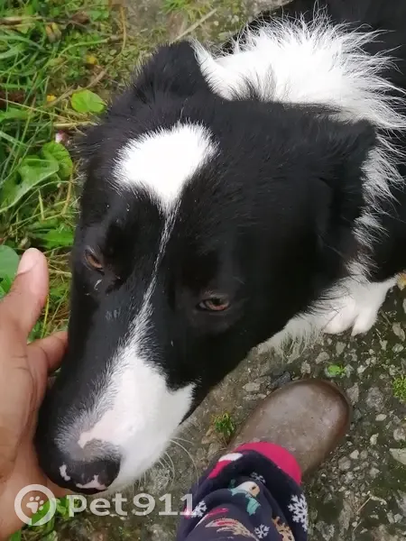 Chien trouvé entre La Faye et Pun Pun - photo