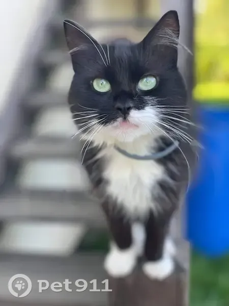 Chatte noire et blanche perdue à Forbach - photo