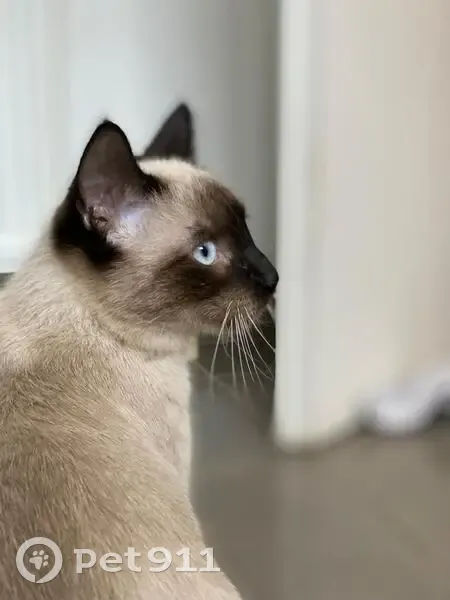 Chat Siamois d'un an perdu à Montpellier - photo