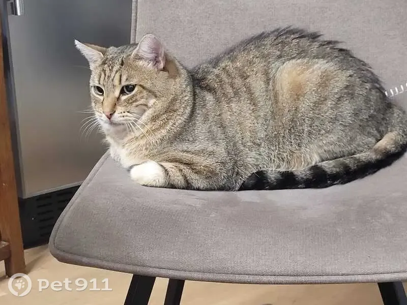 Chat gris clair perdu à Vaires-sur-Marne - photo