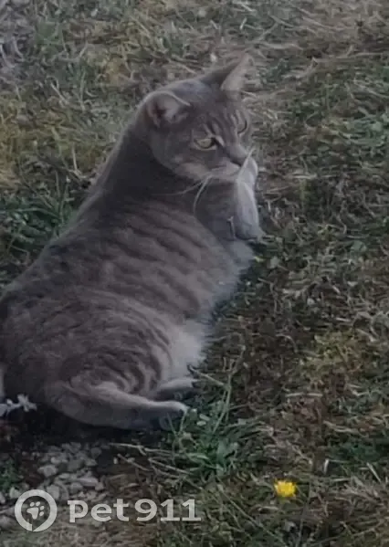 Chat perdu : Tigrou, gris, 3 ans, Rue Lavandes - photo
