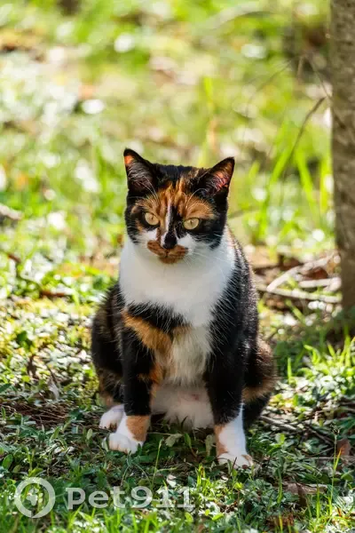 Chat tricolore perdu à Angers - Aidez-nous - photo