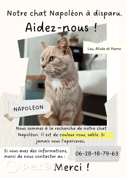 Chat européen mâle sable disparu à Longues - photo
