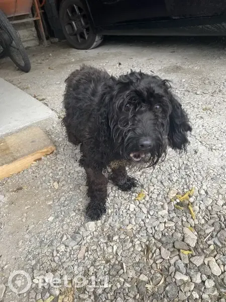 Chienne trouvée sans collier à Grougis - photo