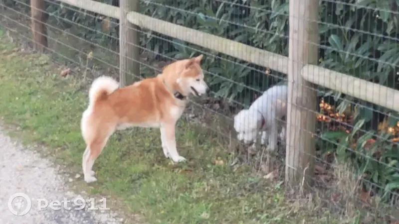 Chien Shiba fugueur aperçu près des Aurées - photo