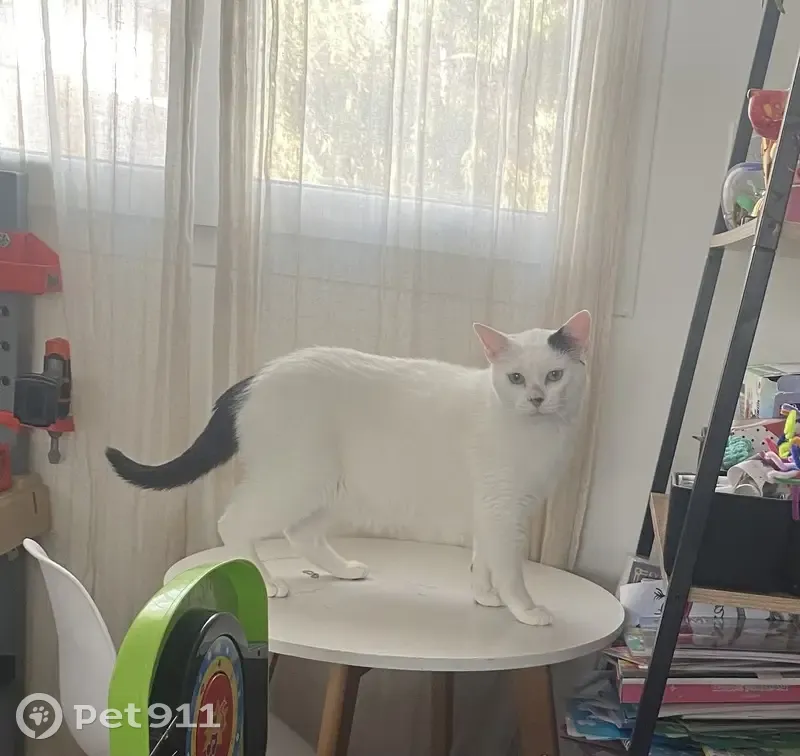 Chat mâle castré 3 ans disparu à Pia - photo