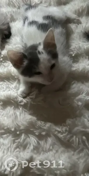 Chaton blanc et gris disparu à Reignac - photo