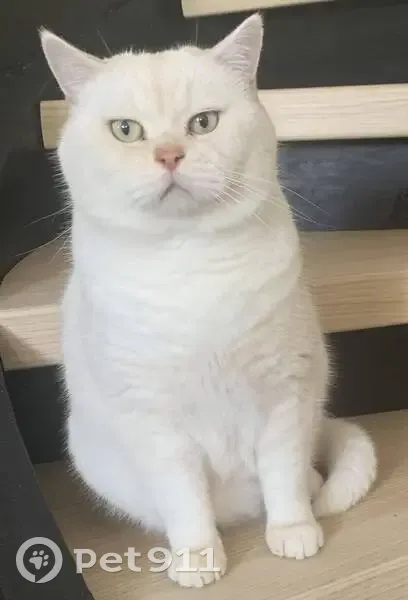 Chat peureux disparu, Rue des Tourets 708 - photo