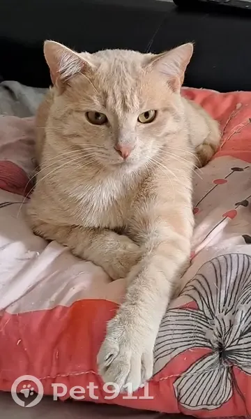 Chat roux perdu à Saint-Quentin - photo