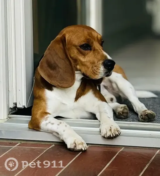 Beagle tricolore perdu à Vandœuvre-lès-Nancy - photo