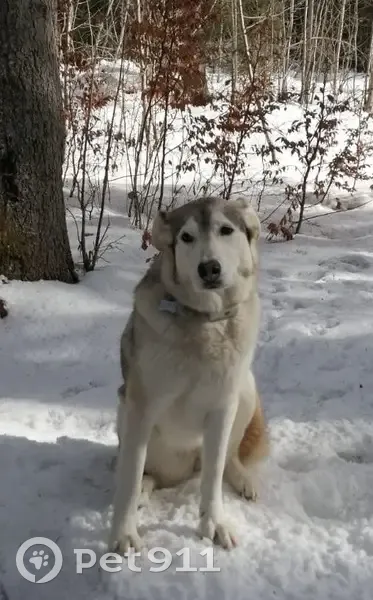 Chien perdu aux Rousses : Lluna à retrouver - photo