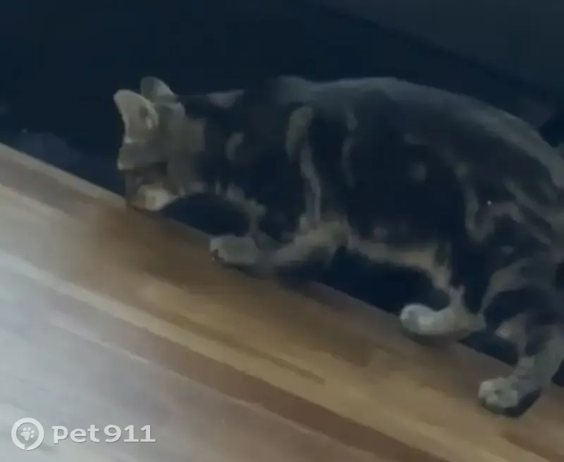 Jeune chat tigré trouvé à Sallaumines - photo