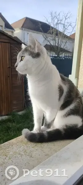 Chat tigré blanc/gris perdu à Magnanville - photo