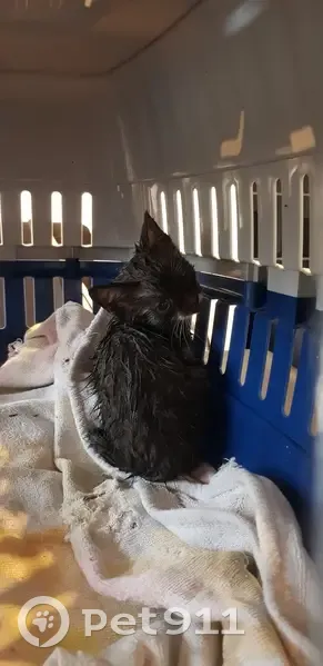 Chaton gris foncé trouvé à Étainhus - photo