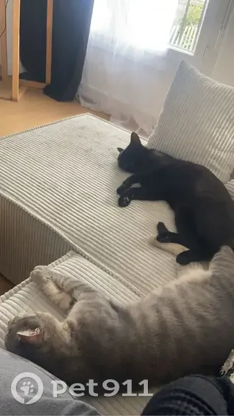 2 chats mâles non castrés perdus à Brest - photo