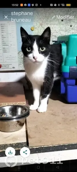 Chat Perdu à Montrevault-sur-Èvre - photo