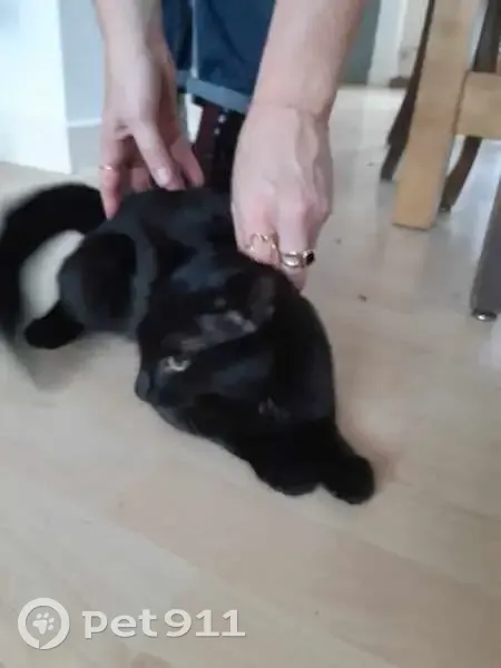 Chatte noire trouvée Rue du Jardin, Lille - photo