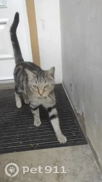 Chat tigré gris trouvé, sociable, Metz - photo