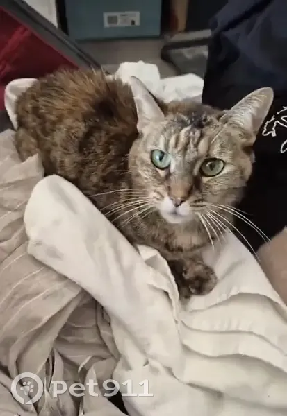 Chatte trouvée, sociable, cherche propriétaires - photo