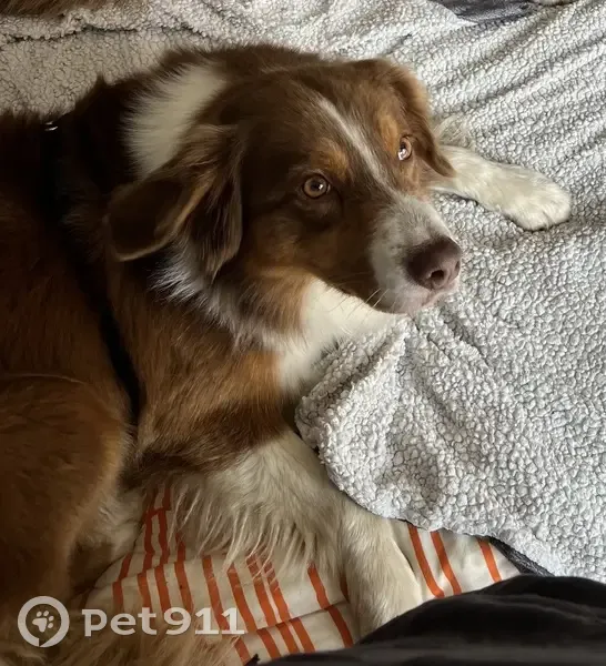 Chienne marron et blanche disparue à Rouillac - photo