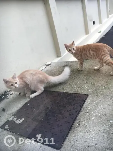 Deux jeunes chats trouvés au lycée Sainte Marthe - photo