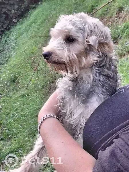 Chien trouvé à l'étang du Glairon, Le Cheylas - photo