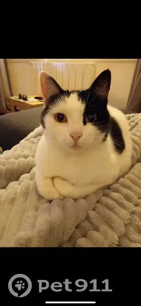 Chatte blanche et noire disparue à Bréhan - photo