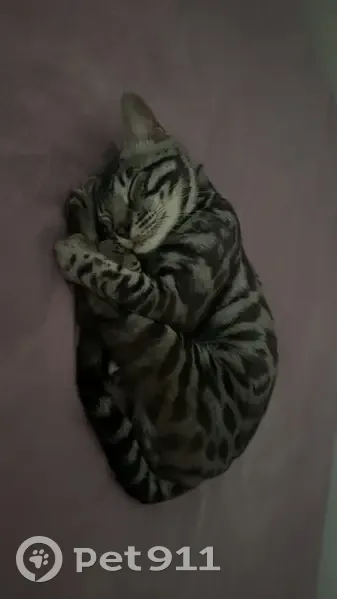 Chat perdu pendant déménagement à Cannes - photo