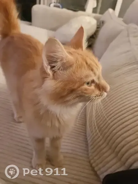 Chatte rousse perdue à La Fare-les-Oliviers - photo