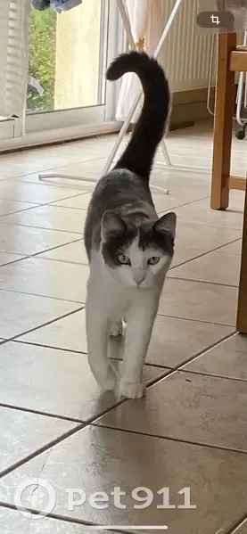 Chat perdu : Bounty, gris-blanc, oreille coupée - photo